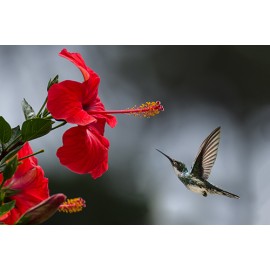 Fototapetas kolibris šalia gėlės